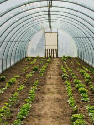 Greenhouse White Shade Net