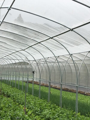 White Shade Net